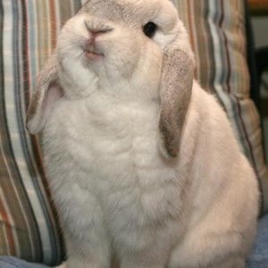 Meet your Posher, Lily